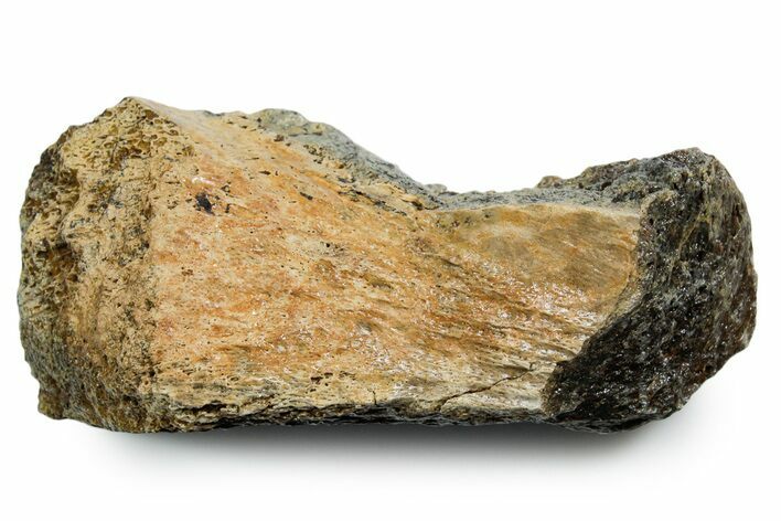 Fossil Tyrannosaur (T rex) Bone Section - Wyoming #353589